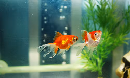 Bay vat nay trong nha tai loc, may man thi nhau keo den