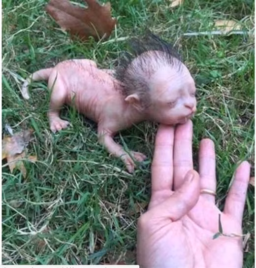 Nguon goc that su cua sinh vat "dau nguoi mat thu" gay xon xao