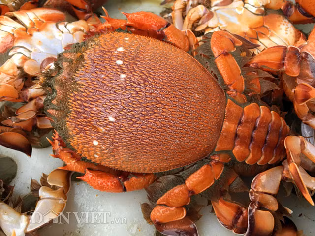 4 loai dac san "sieu doc": Hiem co, kho tim o Quy Nhon-Hinh-4