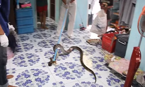 Phat hien tran du duoi giuong ngu cua con nho