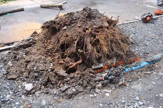 Tại hiện trường, cây xanh có đường kính khoảng 0,3m cao gần 20m và có bộ rễ rất nông. Đại diện Công ty TNHH MTV Công viên Cây xanh TP.HCM cho biết, một trong những cây ngã do trời mưa lớn kèm theo gió giật. Ngoài ra có khả năng bộ rễ cây này bị xâm hại bởi vỉa hè bị cày xới để thi công.