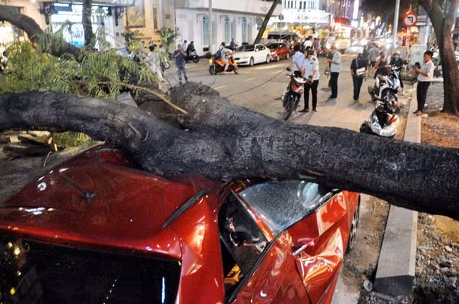 Trước đó, vào đầu tháng 7, cũng trên đường Mạc Thị Bưởi cây cổ thụ bật gốc đè bẹp một ô tô đậu dưới đường.