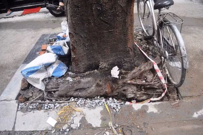 Người dân địa phương cho rằng quá trình thi công vỉa hè đã ảnh hưởng đến bộ rễ, khiến thời gian gần đây cây xanh liên tục xảy ra tình trạng bật gốc.