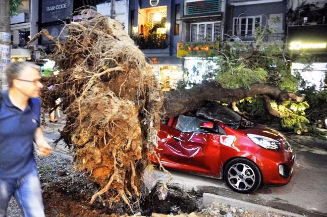 Phần bộ rễ của cây bị mục nát, nhiều rễ bị xâm hại khi lực lượng chức năng đào vỉa hè.