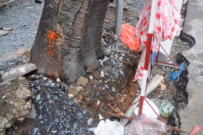 Nhiều rễ cây xanh bị chặt trong quá trình thi công vỉa hè.