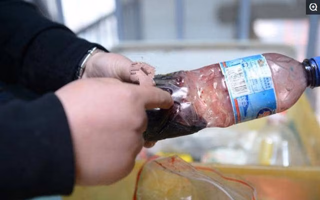 Dung dịch đạo cụ tạo máu được chuẩn bị trước mỗi cảnh quay. Với những phim kinh phí thấp, dung dịch này được chuẩn bị sơ sài. Nhưng đoàn phim chịu khó đầu tư, họ chú trọng từng chi tiết dù là nhỏ nhất. “Ví dụ máu khi mới tuôn ra sẽ có màu đỏ. Lát sau, sắc máu tối dần, biến thành nâu đậm. Chúng tôi thường pha trộn với cà phê để tạo ra màu giống nhất”, Lưu Cát nói thêm.