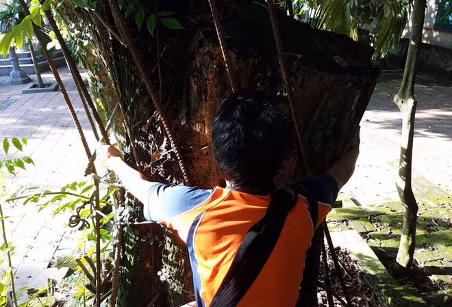 Một người dang tay ôm cũng không hết gốc sưa.