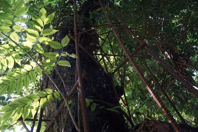 Năm 2010, dân làng bán một phần của cây sưa với giá 20,5 tỷ đồng cho một đại gia gỗ ở Bắc Ninh. Tuy nhiên, số gỗ này sau đó bị thu hồi vì bán sai quy định. Phần còn lại của cây sưa được dân làng rào kỹ bằng sắt, bảo vệ nghiêm ngặt.