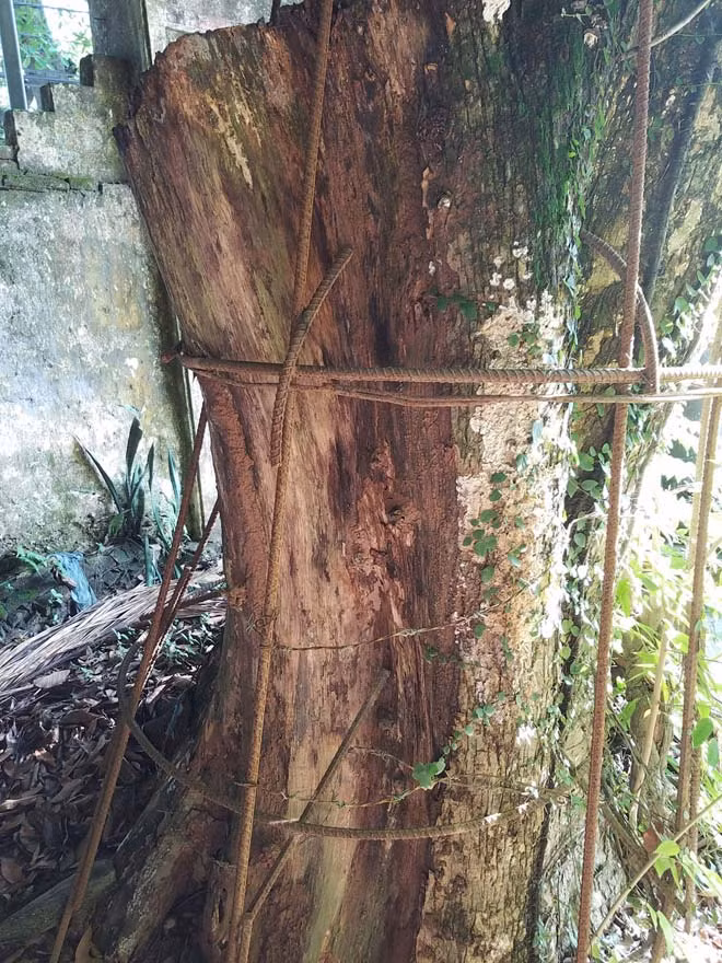 Năm 2015, số gỗ sưa bị tịch thu được đem ra bán đấu giá thu về 31,1 tỷ. Hiện xã Hòa Chính đang quản lý số tiền này. Phần con lại của cây sưa, do có sự thống nhất giữa cộng đồng dân cư và chính quyền nên vẫn chưa bán được.