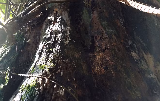 Nấm mốc ký sinh mọc dày đặc trên thân cây.