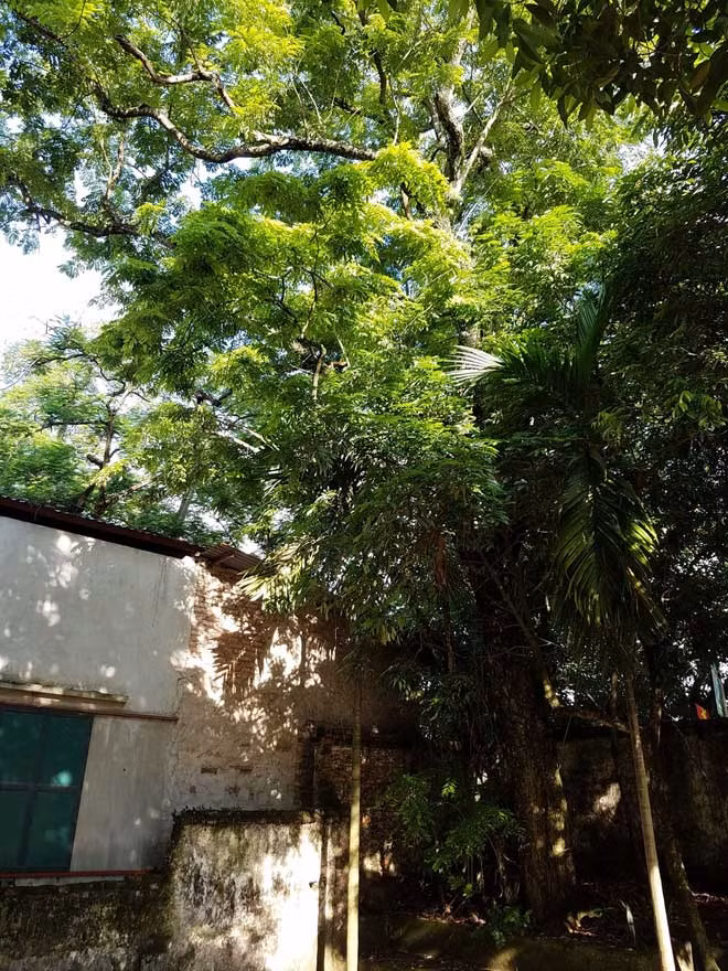 Cạnh cây sưa khủng, trong chùa làng Phụ Chính còn có 1 cây sưa khác, từng được định giá 50 tỷ.