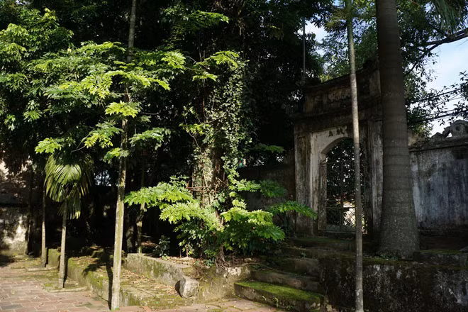 Theo ông Nguyễn Duy Ngợi, Chi hội trưởng người cao tuổi thôn Phụ Chính, thời điểm “sốt” gỗ sưa, cây sưa này được trả giá lên tới 100 tỷ đồng.