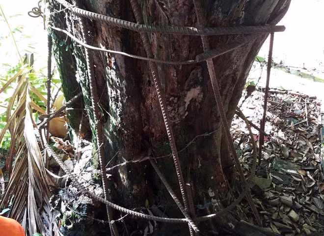 Lớp vỏ ở gốc đã bong hết, nhiều đoạn đã mục ruỗng.