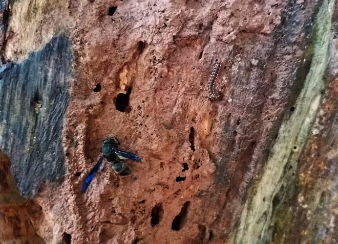 Cây sưa được ví như “khối vàng ròng” lộ thiên đang dần biến thành “củi mục”.