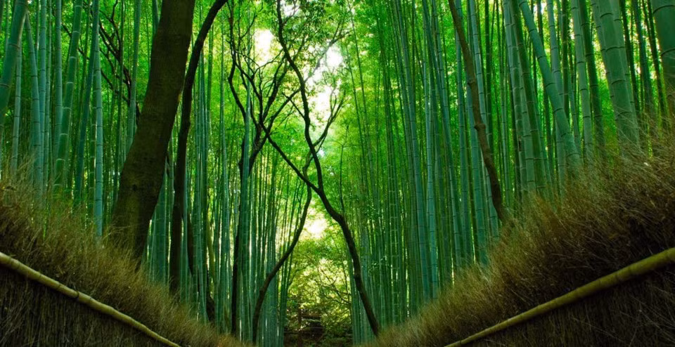 Rung tre hang trieu cay thang tap o Nhat Ban