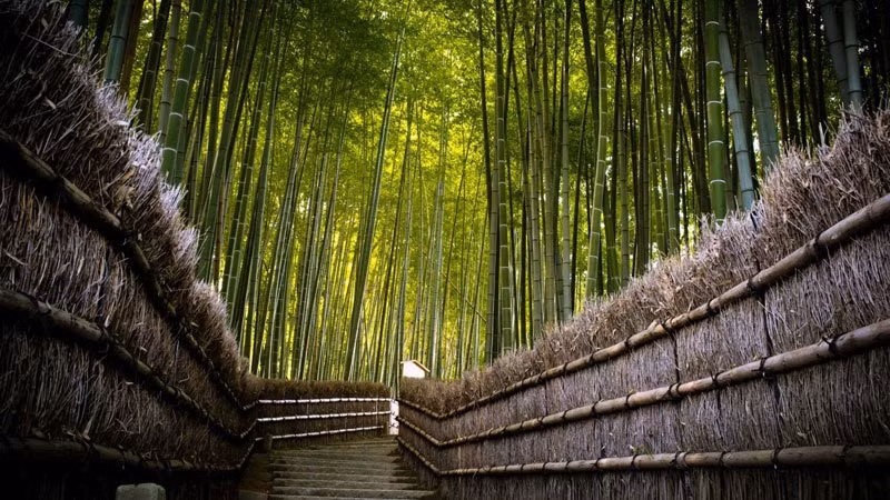 Một trong những địa danh hấp dẫn nhất của thành phố Kyoto là rừng tre Sagano , nằm ở huyện Arashiyama, phía tây thành phố (còn gọi là rừng tre Arashiyama) . Sagano được đánh giá là một trong những khu rừng tuyệt vời nhất Nhật Bản. Ảnh: Charismatic Planet.