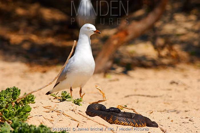 Một con rắn hổ đen đủi bị mòng biển mổ mù mắt.