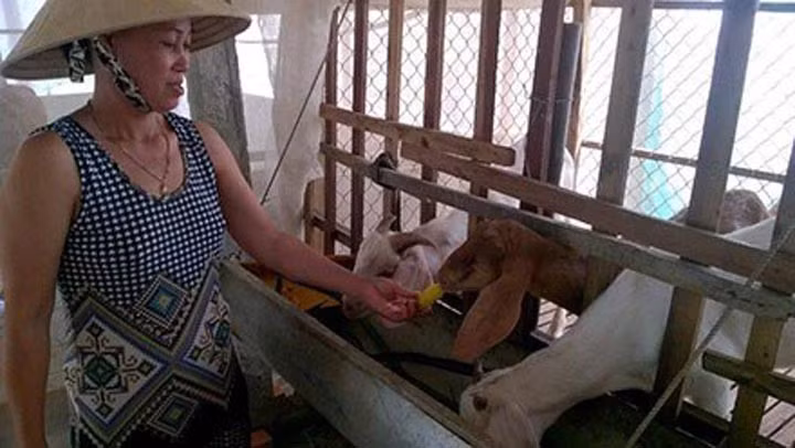Bà Hứa Tú Phong ngụ tại ấp 18, xã Tân Long, TX.Ngã Năm, tỉnh Sóc Trăng phát triển trang trại nuôi dê từ 4 con dê đầu tiên. (Ảnh: Báo Lao động)
