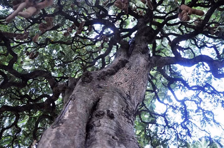 Quan sát cây me có nhiều vết u nần, ở mỗi tay đều được chủ nhân tạo dáng khúc khuỷu và nhỏ dần (Ảnh: Dân Việt)