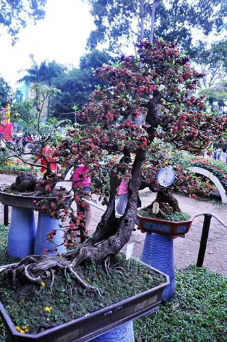 Bonsai ăn trái, cây dâu tằm của nghệ nhân Đặng Hùng Minh (Ảnh: Dân Việt)