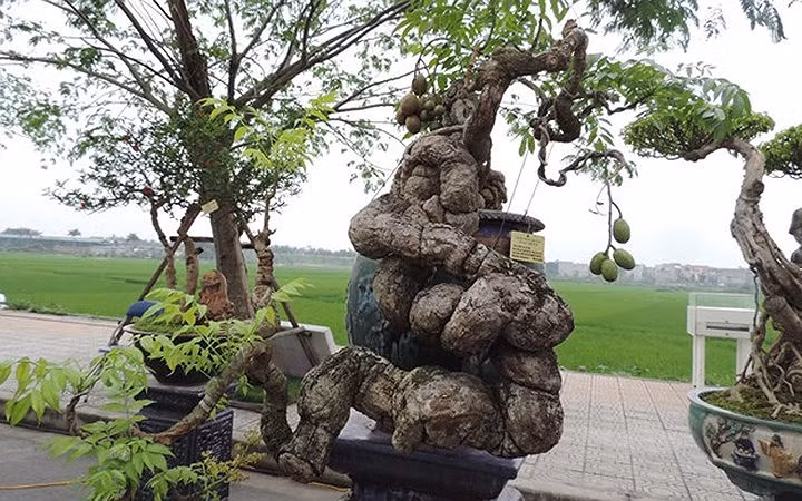 Cây cóc cảnh của một đại gia cây cảnh nổi tiếng Hà Thành (Ảnh: KT)