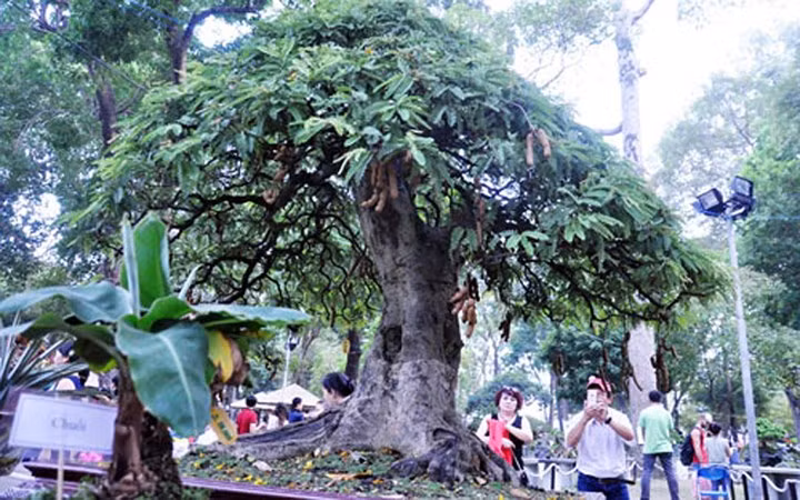 Cây me “hái” vàng với quả trái sum suê (Ảnh: Dân Việt)