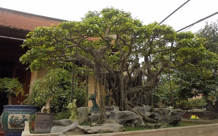 Siêu cây 120 tuổi ở Thạch Thất (Hà Nội) được trả giá 5 tỷ đồng nhưng chủ nhân chưa bán (Ảnh: KT)