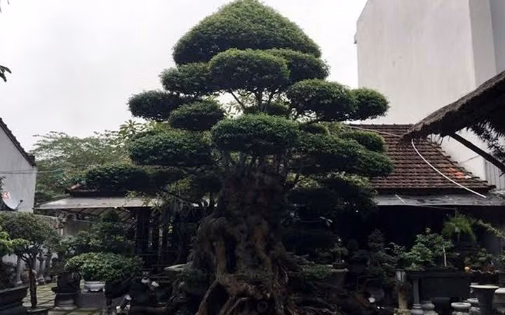 Cây mai 500 tuổi siêu độc ở Huế (Ảnh: KT)