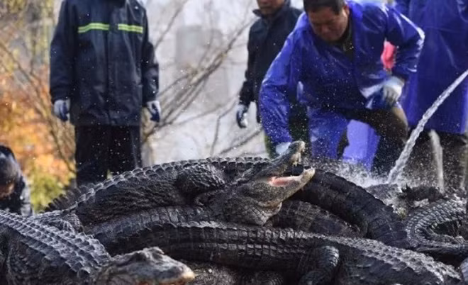 Hơn 13.000 con cá sấu Dương Tử đang được chuyển từ các hồ ngoài trời vào trong nhà. Hơn 13.000 con cá sấu Dương Tử đang được chuyển từ các hồ ngoài trời vào trong nhà.