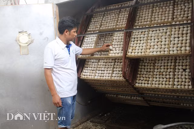 Trang trai 40.000 con xuong den va thuong hieu Toan "ga ac"