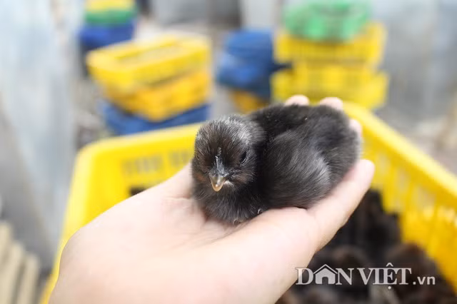 Nhưng ấn tượng nhất phải nói đến khu nuôi gà ác thương phẩm. Tuy trại gà ở trong lòng phố nhưng khá rộng rãi, sạch sẽ và mát mẻ với cây cối tỏa bóng xung quanh. Đến dãy nhà đầu tiên, ở đó có hàng chục chuồng gà xếp thành hai dãy song song.