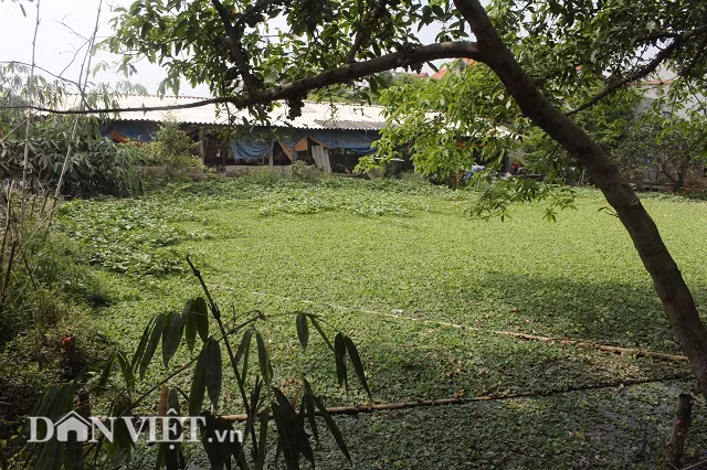 Hiện nay, cùng với mở rộng quy mô nuôi gà ác, anh Toàn còn chủ động xây dựng nhóm liên kết để cùng nuôi gà ác. Theo đó, anh sẽ chuyển giao giống, công nghệ chăn nuôi và hợp đồng tiêu thụ toàn bộ gà ác thương phẩm cho hơn 100 hộ dân trên địa bàn thành phố Hà Nội và các tỉnh lân cận.