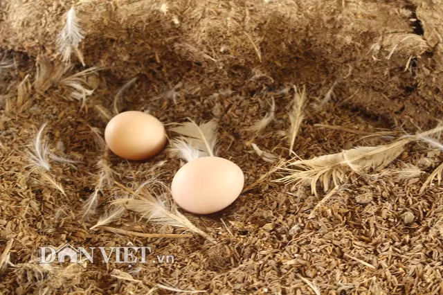 Khái lược về quá trình nuôi gà ác, Toàn cho biết, anh sinh năm 1977, cầm tinh con rắn nhưng lại phát đạt nhờ con gà. Tuổi tròn 40 nhưng đến nay anh Toàn đã có 19 năm gắn bó với con gà ác. “Việc tôi “bén duyên” con gà ác rất tình cờ. Năm 1998, xem thấy ti vi thấy có mô hình nuôi gà ác cho thu nhập cao ở Long An, tôi liền lặn lội vào tận Long An tìm mua giống gà này về nhà mình nuôi”, anh Toàn bộc bạch.