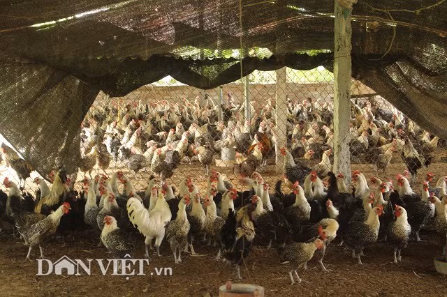 “Đầu những năm 2000, đàn gà cả vài nghìn con đến thời gian xuất bán mà không có ai mua, tôi như ngồi trên đống lửa, trong khi đó vẫn tốn tiền thức ăn, công chăm sóc. “Đói đầu gối phải bò”, tôi liền nghĩ ra cách tiếp thị là in danh thiếp, đem gà ác đi chào hàng, thậm chí là tặng không khắp các nhà hàng, khách sạn ở Hà Nội và các tỉnh lân cận dùng thử. Với chất lượng thịt gà ác thơm, ngon, bổ dưỡng, giá cá phải chăng, dần dần các chủ nhà hàng, khách sạn đã tới tấp tìm đến tôi. Biệt danh “Toàn gà ác” ra đời từ đó”, anh Toàn vui vẻ nói.