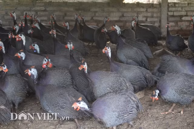 Khởi đầu anh chăn nuôi gà rất khó khăn do không có kinh nghiệm chăn nuôi, thiếu vốn đầu tư và nhất là thị trường tiêu thụ. Theo anh Toàn, gà ác xương đen là giống gà quý hiếm. Điểm nổi bật của giống gà ác này là có thịt, da và xương đều có màu đen đậm và có chất lượng thịt thơm ngon. Ngoài làm thực phẩm thì xương và thịt của gà xương đen còn là một vị thuốc quý trong dân gian. Tuy nhiên, thời điểm cách đây hơn chục năm thì tiêu thụ gà ác rất khó do còn mới lạ với nhiều người.