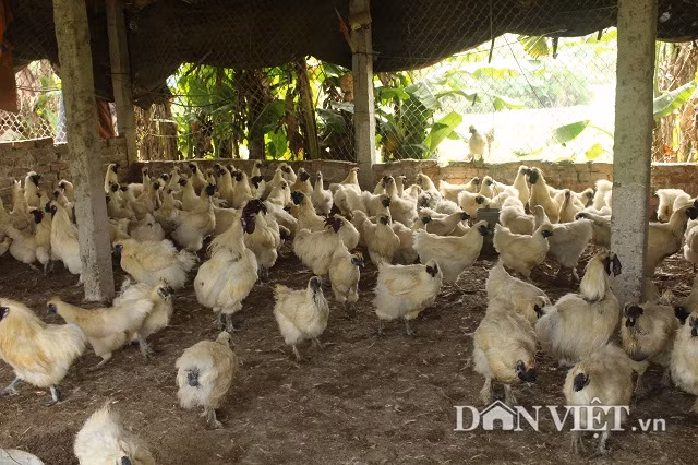 Hiện, anh Toàn đang nuôi 3.000 con gà sinh sản, xuất bán 40.000 con gà ác thương phẩm/năm với giá bán dao động từ 110.000 – 130.000 đồng/kg. Theo anh Toàn, giá bán này cao hơn giá gà ta 10.000 đồng/kg, trong khi đó chi phí nuôi như nhau.