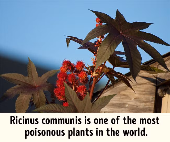 6. Thực vật Cây chứa chất độc có thể gây hại cho sức khỏe của du khách. Vì thế, bạn cần tránh chạm vào những loài cây lạ khi khám phá các khu bảo tồn thiên nhiên. Địa điểm: Châu Á, Châu Phi, Australia