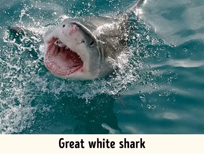 9. Sát thủ đại dương Các vụ cá mập tấn công xảy ngày càng thường xuyên hơn. Mặc dù vậy, du khách có thể dễ dàng tránh đối đầu với loài động vật được mệnh danh là “sát thủ đại dương”. Bạn nên tránh bơi khi bị thương vì mùi máu thu hút cá mập và không nên mặc đồ bơi sáng màu. Địa điểm: Thái Bình Dương, Đại Tây Dương, Ấn Độ Dương