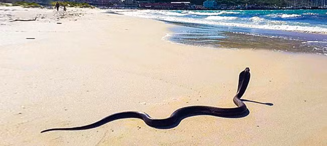 3. Rắn Rắn độc rất phổ biển tại các quốc gia nhiệt đới và cận nhiệt đới. Mặc dù vậy, phần lớn các loài rắn chỉ tấn công để tự vệ. Du khách cần chú ý khi khám phá thiên nhiên hoang dã. Địa điểm: Châu Á, Châu Phi, Australia