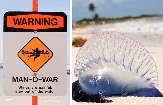 12. Sứa, san hô và cá màu Rất nhiều loài sinh vật biển nguy hiểm như một số loài cá, sứa và san hô sống tại vùng nước ấm của vùng nhiệt đới. Cách tốt nhất để bảo vệ bản thân là mang theo đồ bảo vệ chân và tránh chạm vào chúng. Bên cạnh đó, bạn nên chú ý tới các biển cảnh báo như cờ đỏ trên bãi biển, vì nó có nghĩa là “Không được bơi”. Địa điểm: Châu Á, Châu Phi, Australia