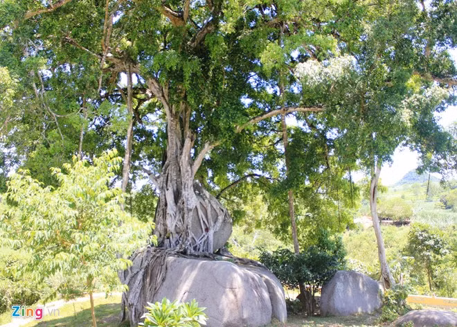 Bon goc loc vung tram tuoi: Tra chuc ty ca lang quyet khong ban-Hinh-4