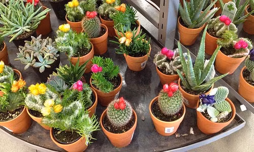 Dieu cam ky khi bay xuong rong trong nha ai cung phai biet