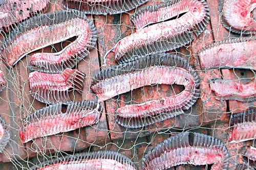 Sự thật tàn nhẫn phía sau vật lạ màu đen kỳ lạ - Hình 2 Su that tan nhan phia sau vat la mau den ky la-Hinh-2