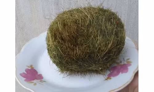 Vật lạ trong bụng lợn nghi là "cát lợn".