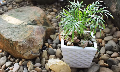 Co cay nay truoc cua nha su nghiep luon thang tien