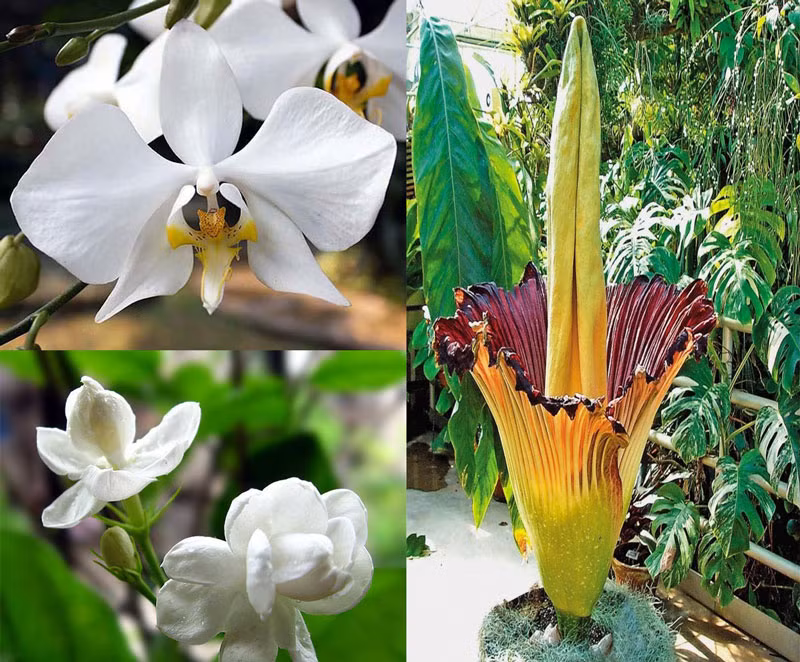 Indonesia - hoa lan mặt trăng, hoa nhài và hoa xác thối.