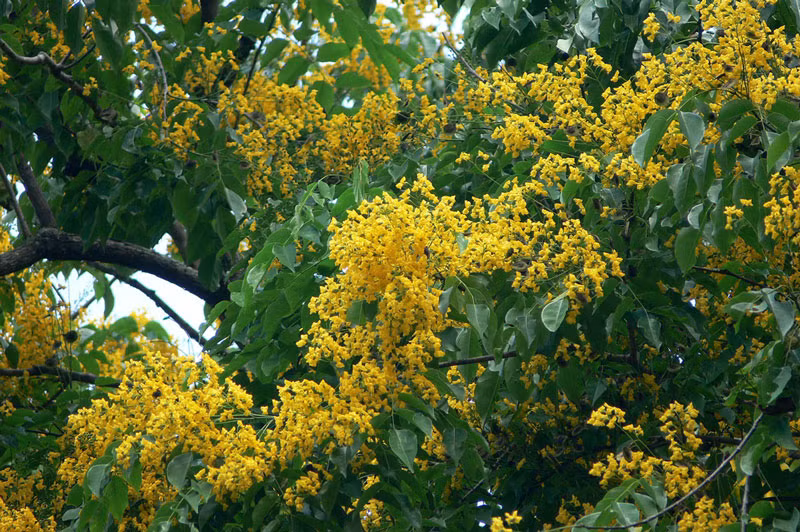 Myanmar - hoa dáng hương mắt chim.