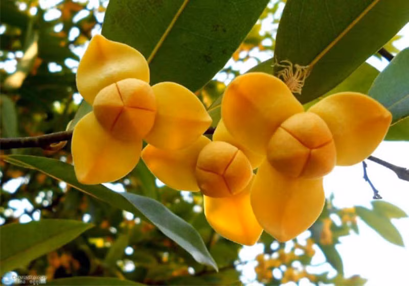 Campuchia - hoa Rumdul.