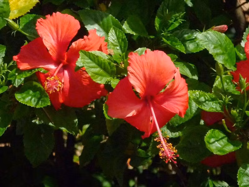 Malaysia - hoa râm bụt.