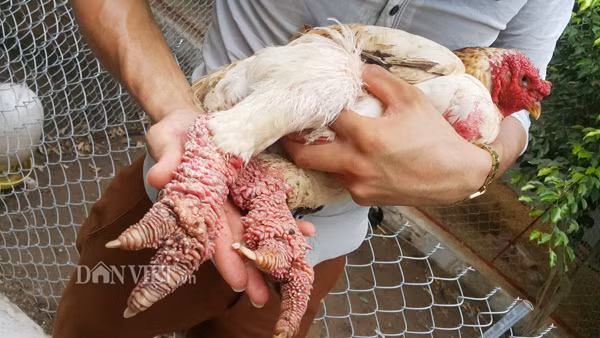 So huu ga nghin do, trai tre chieu hon nguoi yeu